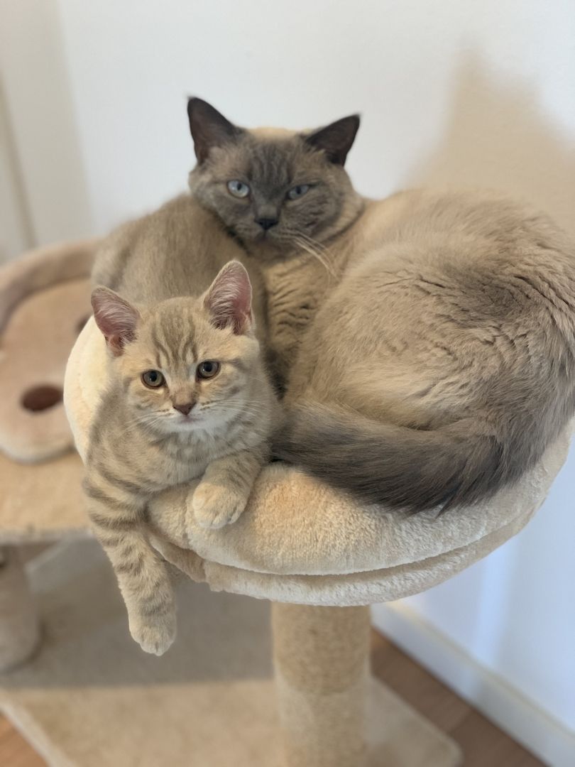 BKH-Kitten männliche Creme