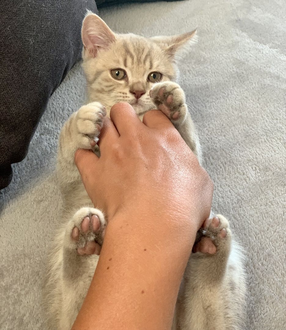 BKH-Kitten männliche Creme