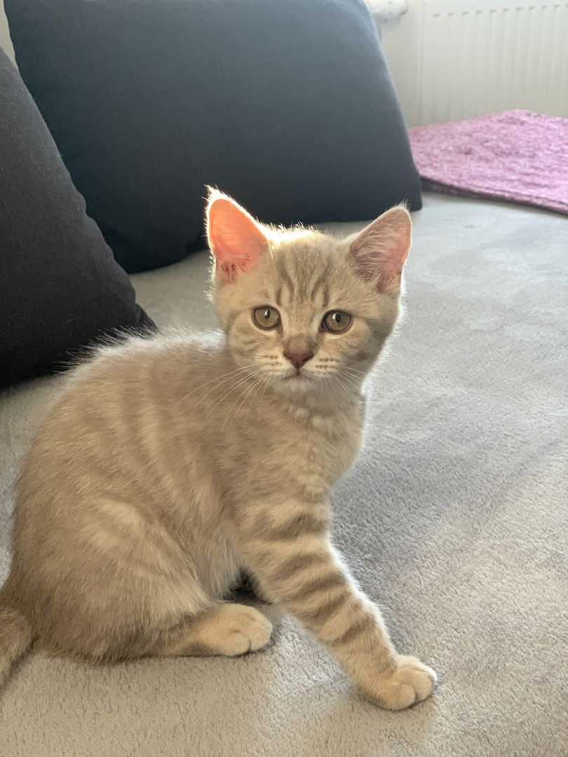 BKH-Kitten männliche Creme