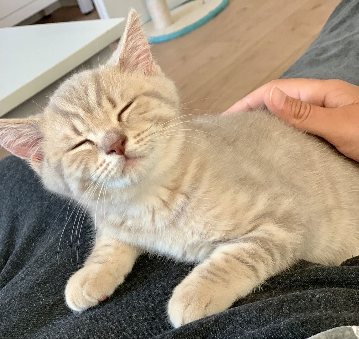 BKH-Kitten männliche Creme