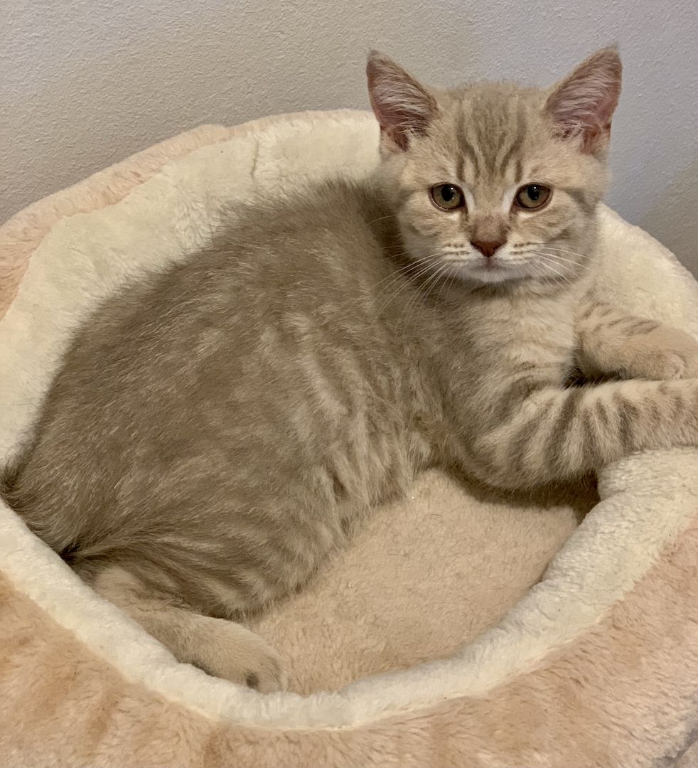 BKH-Kitten männliche Creme