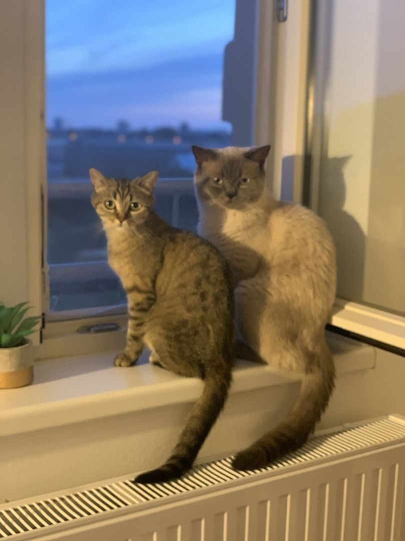 BKH-Kitten männliche Creme