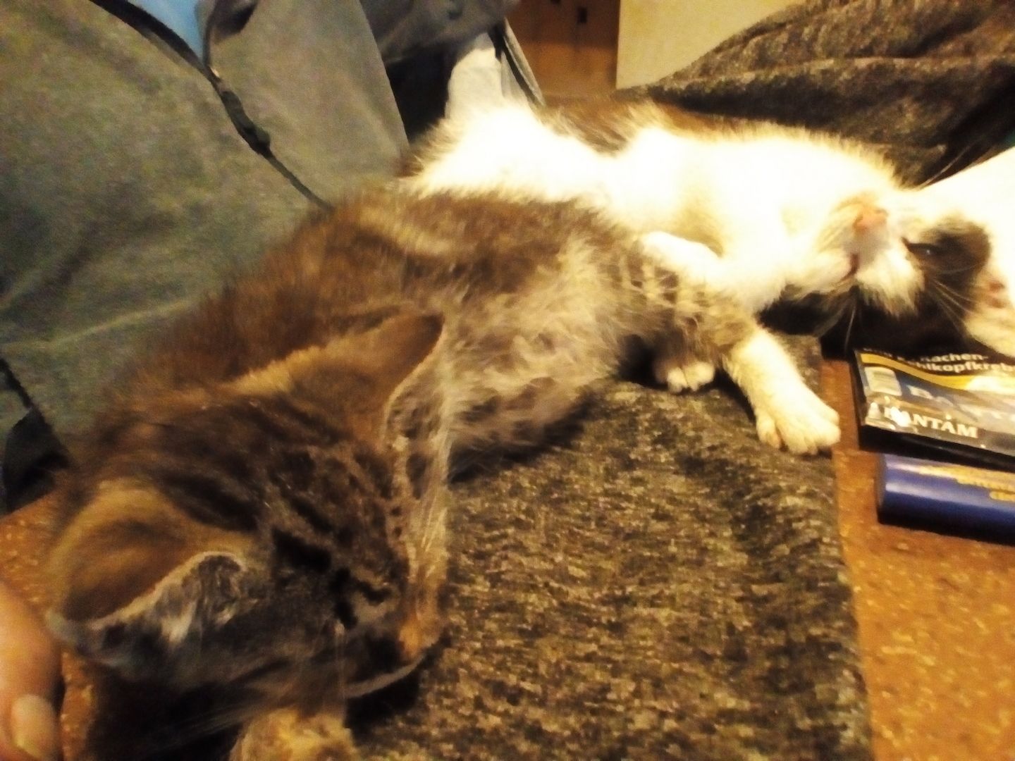 Katzenbabys suchen liebevolles Zuhause