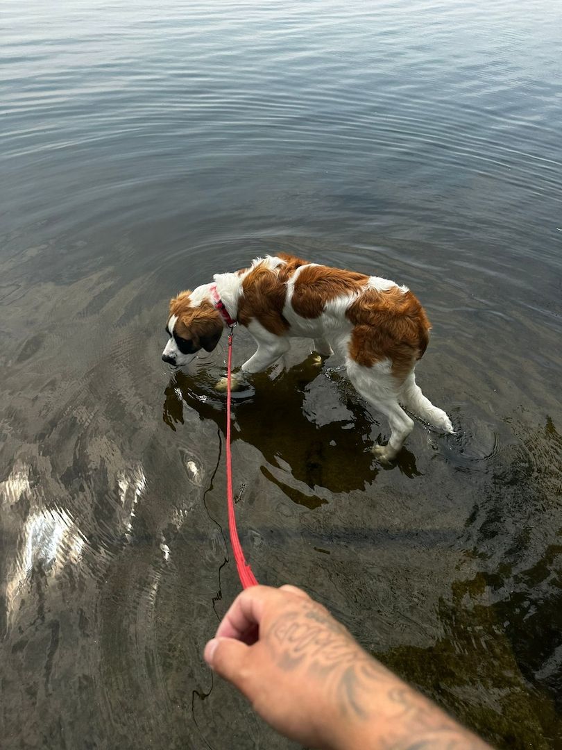 Dringend Hündin sucht neues Zuhause