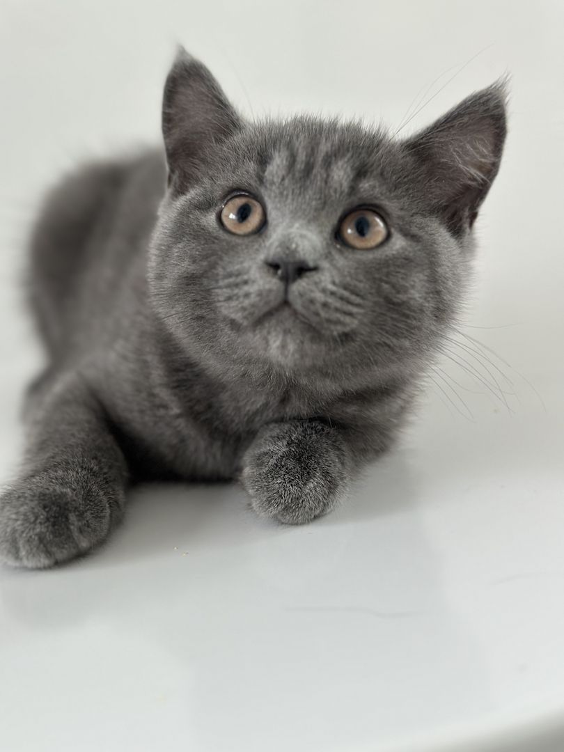 2 Geschwister BKH Jung’s