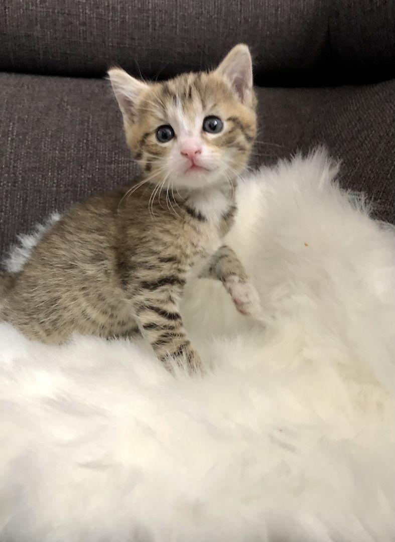 Baby Katzen / Maine-Coon / Kitten