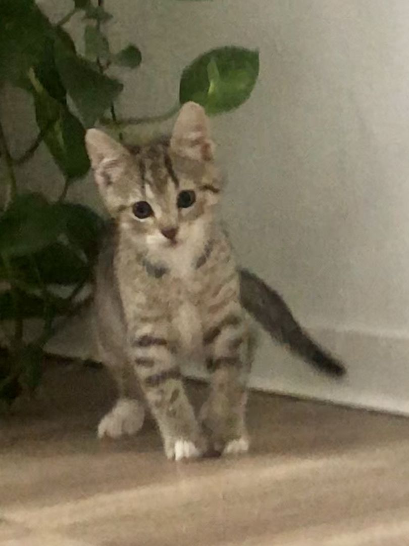 Baby Katzen / Maine-Coon / Kitten