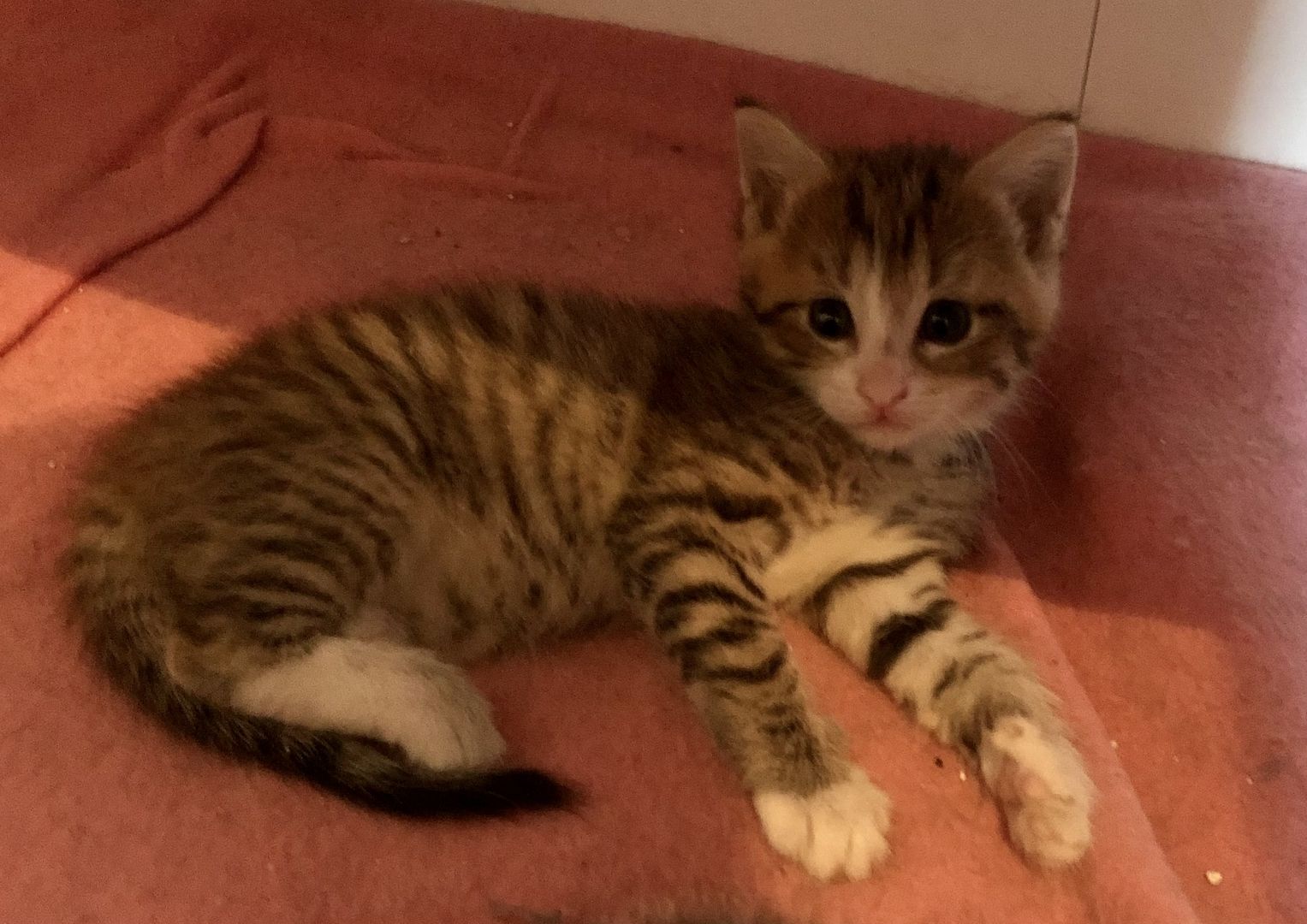 Baby Katzen / Maine-Coon / Kitten