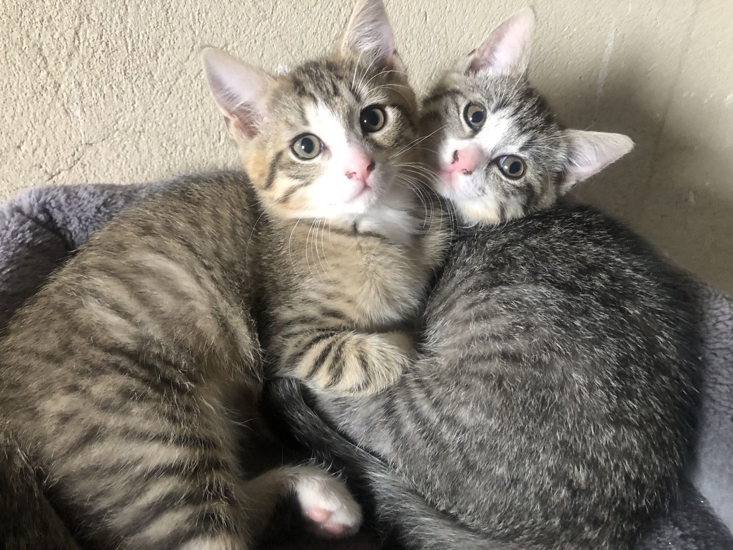 Baby Katzen / Maine-Coon / Kitten