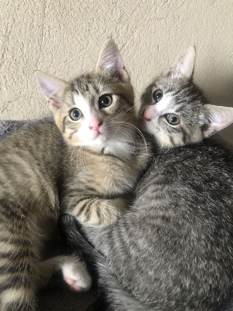 Baby Katzen / Maine-Coon / Kitten