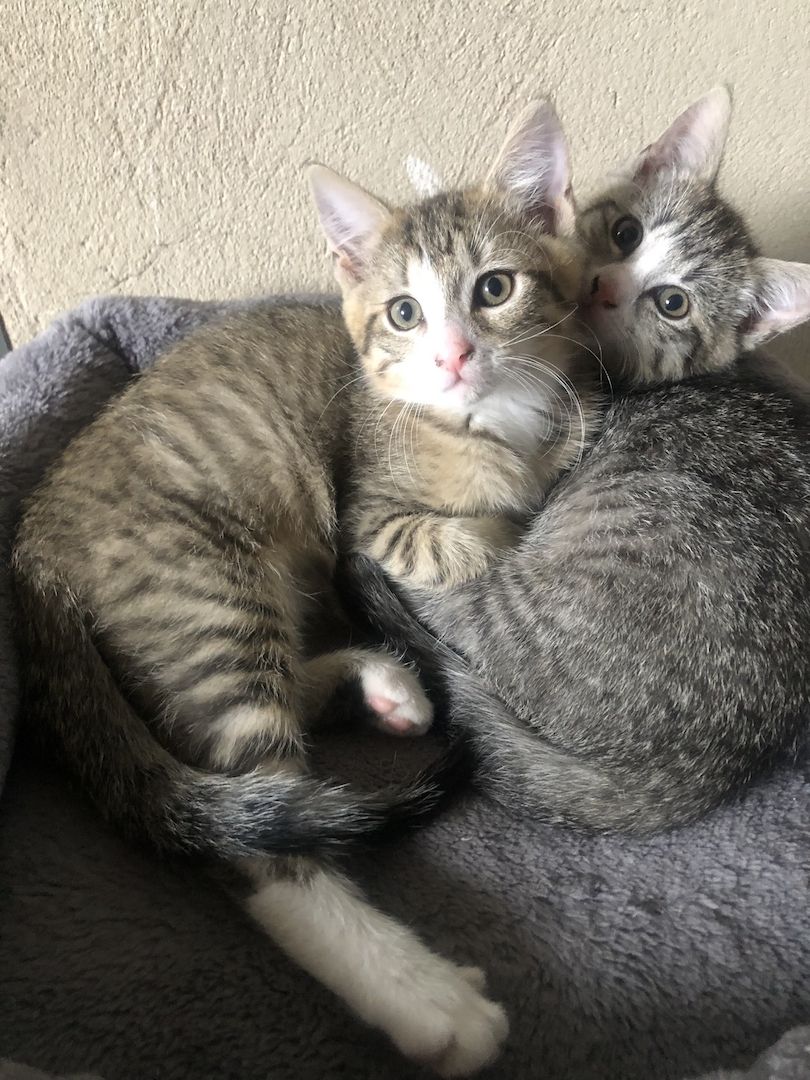Baby Katzen / Maine-Coon / Kitten
