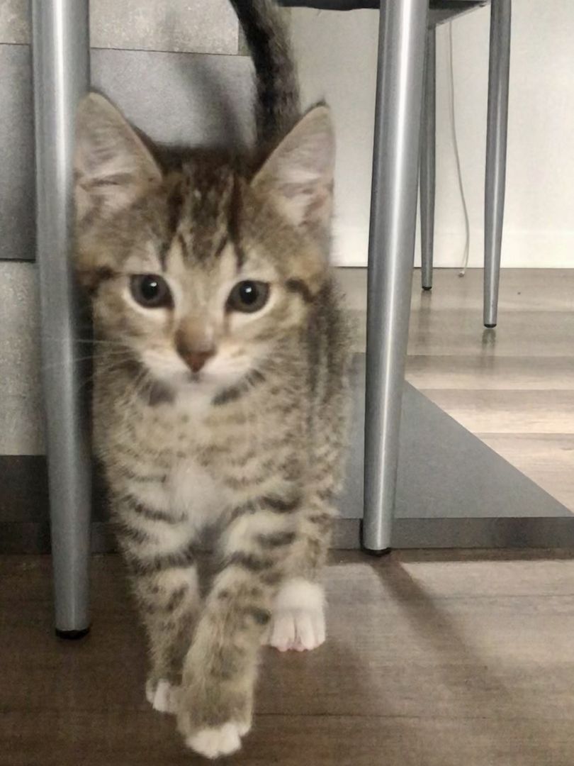 Baby Katzen / Maine-Coon / Kitten