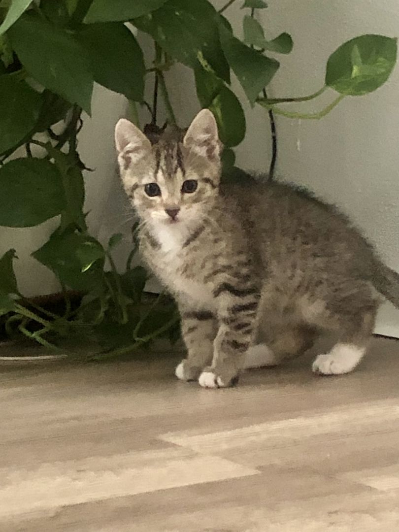 Baby Katzen / Maine-Coon / Kitten