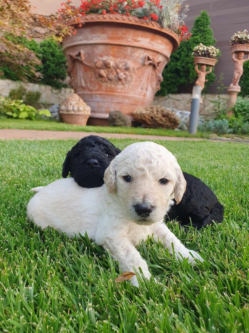 Pudelwelpen mit Pedigree aus Championship-Familie 1200 Euro