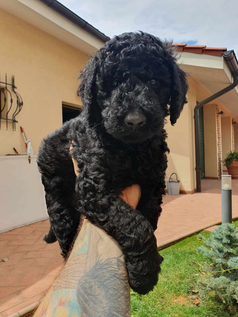 Pudelwelpen mit Pedigree aus Championship-Familie 1200 Euro