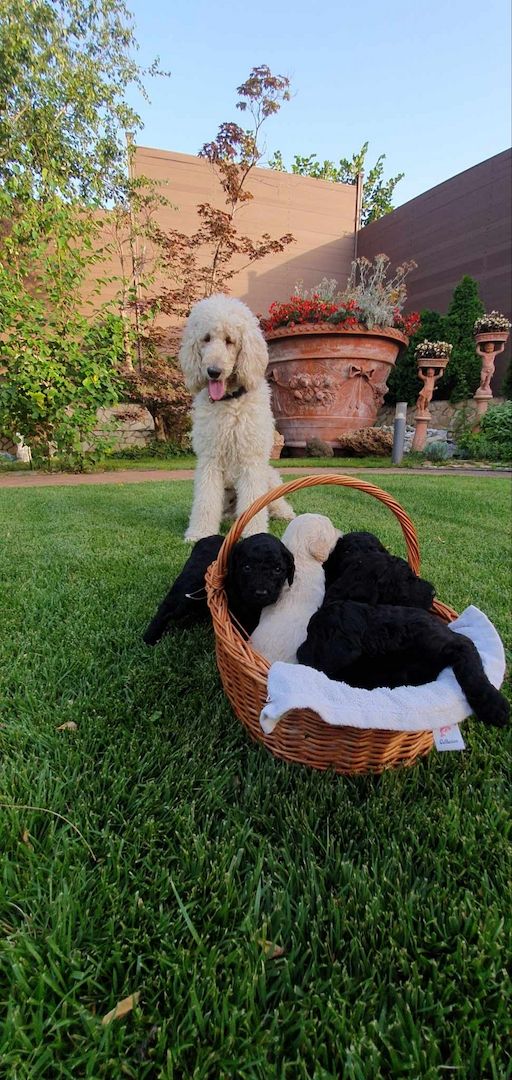 Pudelwelpen mit Pedigree aus Championship-Familie 1200 Euro