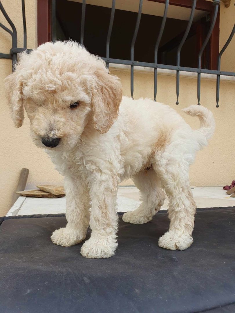 Pudelwelpen mit Pedigree aus Championship-Familie 1200 Euro