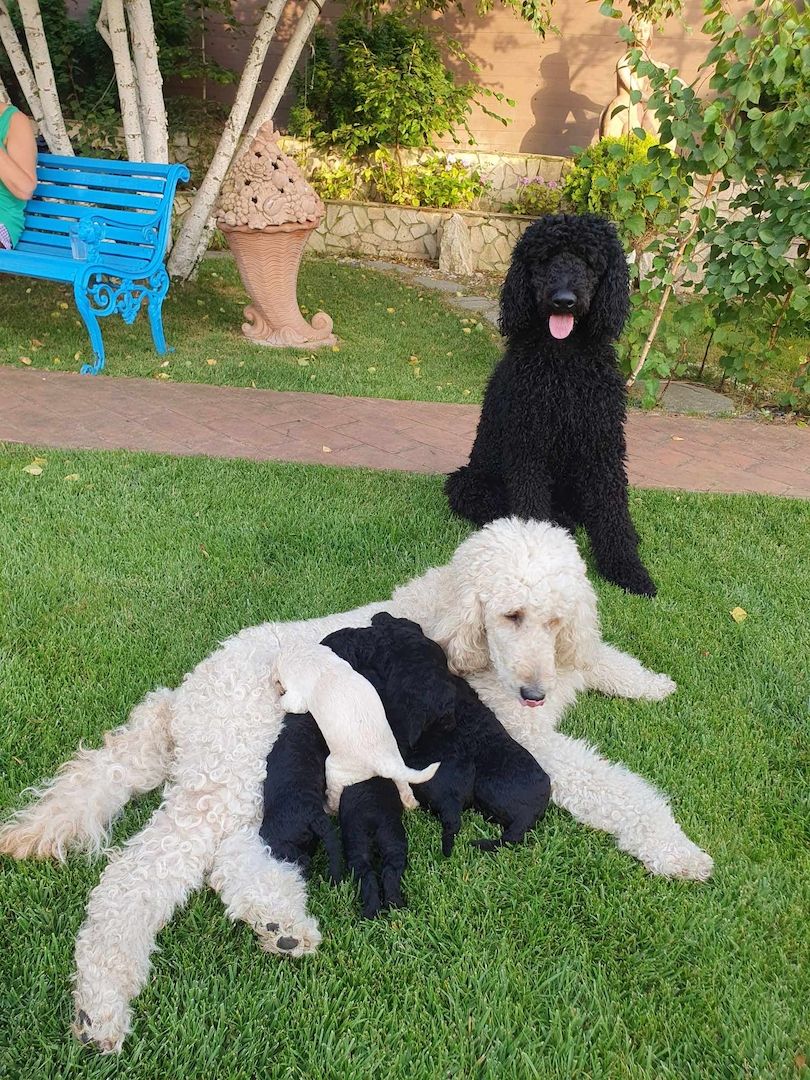 Pudelwelpen mit Pedigree aus Championship-Familie 1200 Euro