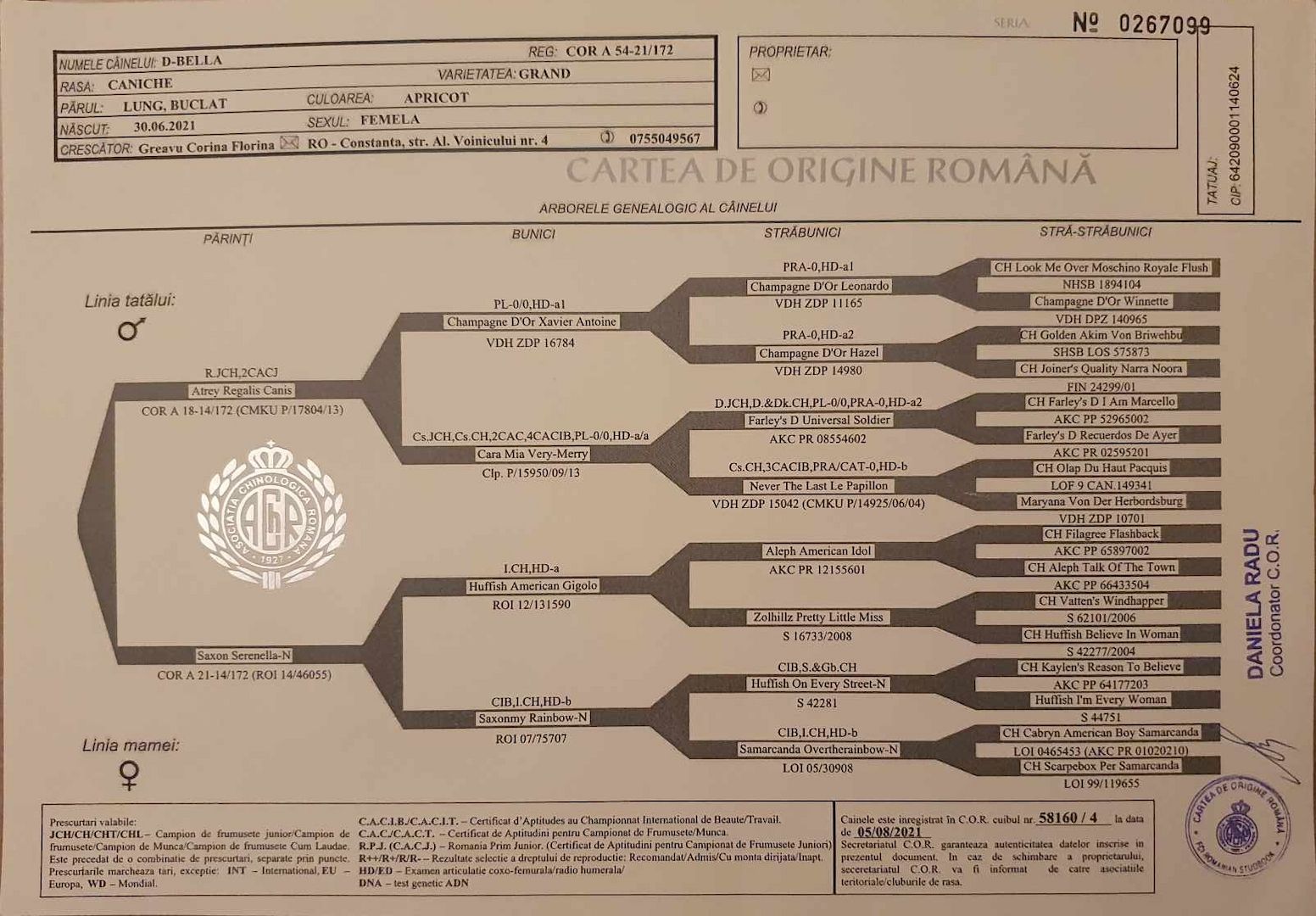 Pudelwelpen mit Pedigree aus Championship-Familie 1200 Euro