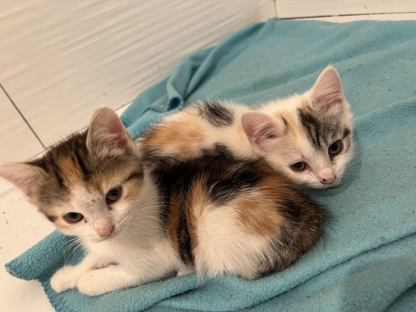 Maine Coon/Norwegische Waldkatze &‘ Hauskatzen Mix