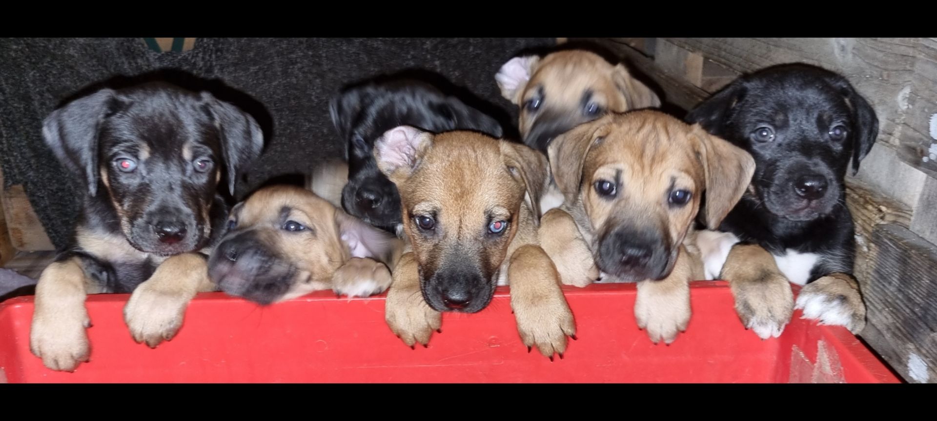 Rhodesian Ridgeback mix Weipen