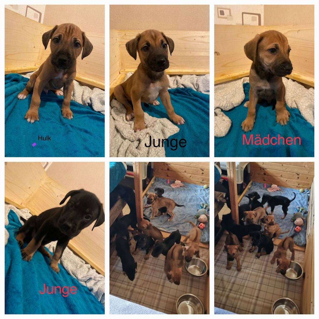 Rhodesian Ridgeback mix Weipen