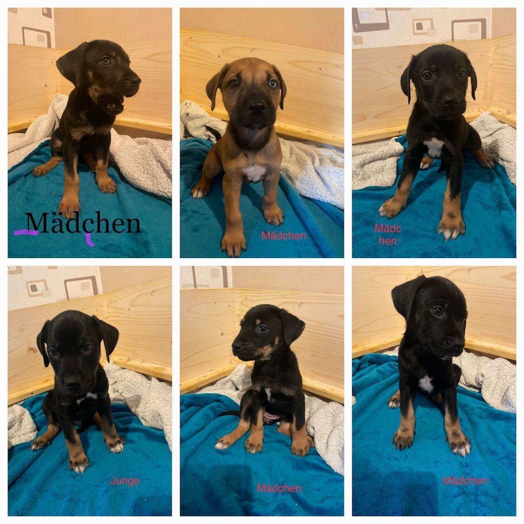 Rhodesian Ridgeback mix Weipen