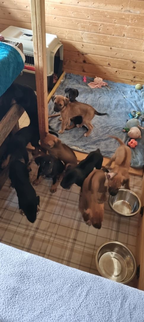 Rhodesian Ridgeback mix Weipen