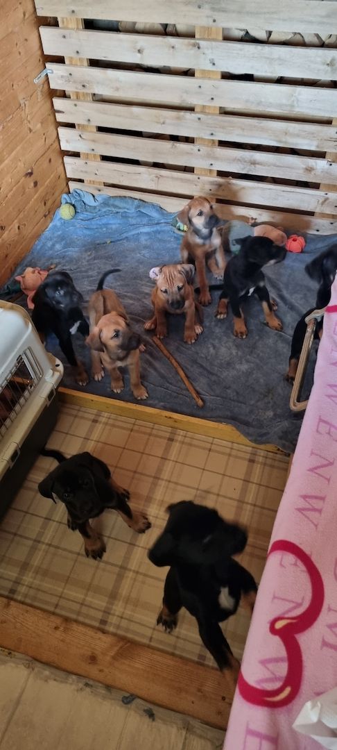 Rhodesian Ridgeback mix Weipen