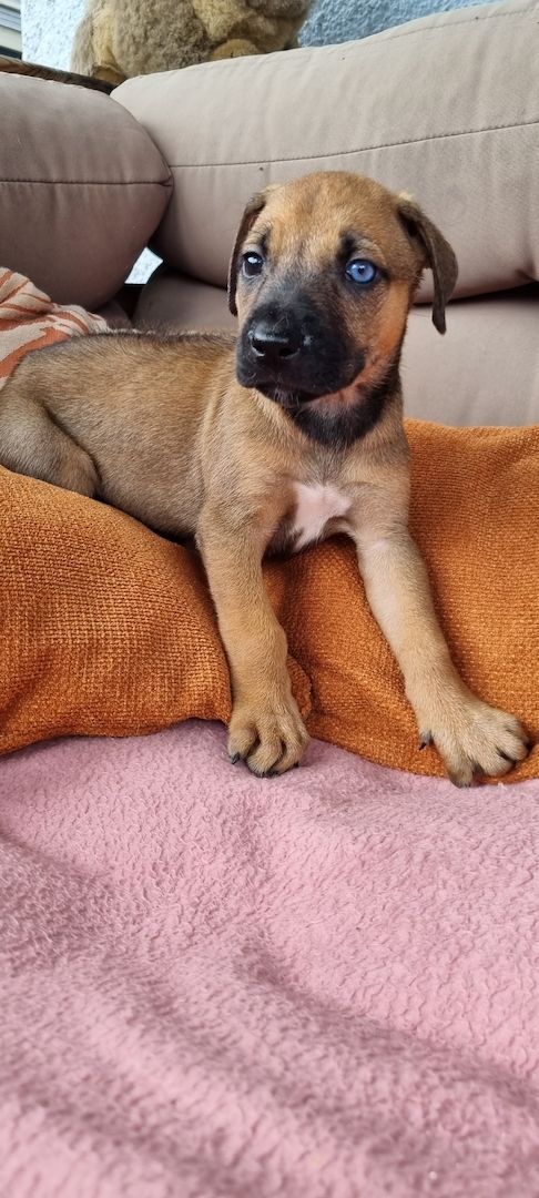 Rhodesian Ridgeback mix Weipen