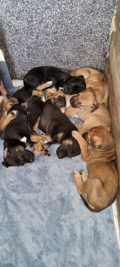 Rhodesian Ridgeback mix Weipen