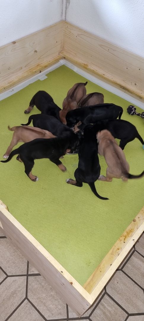 Rhodesian Ridgeback mix Weipen