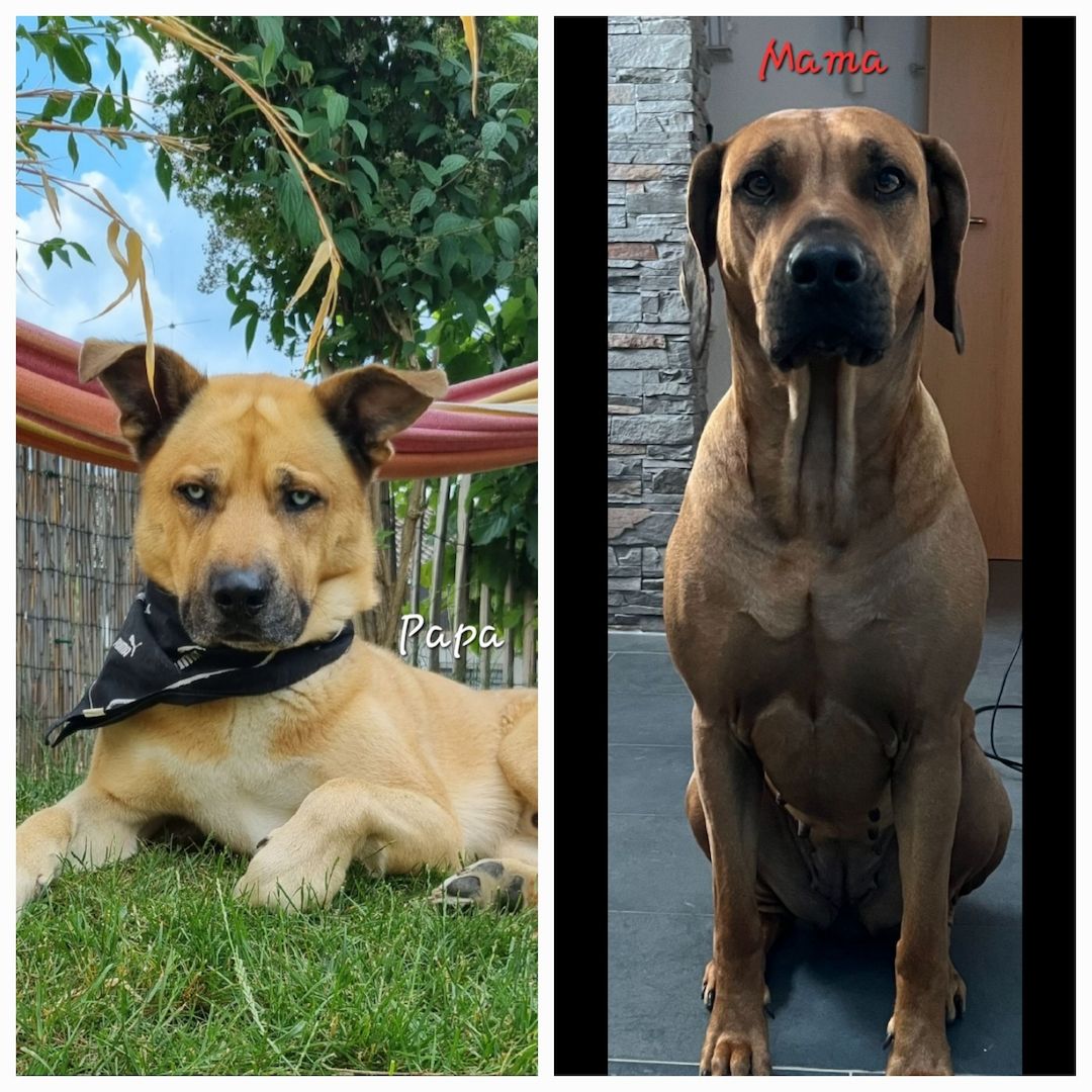 Rhodesian Ridgeback mix Weipen