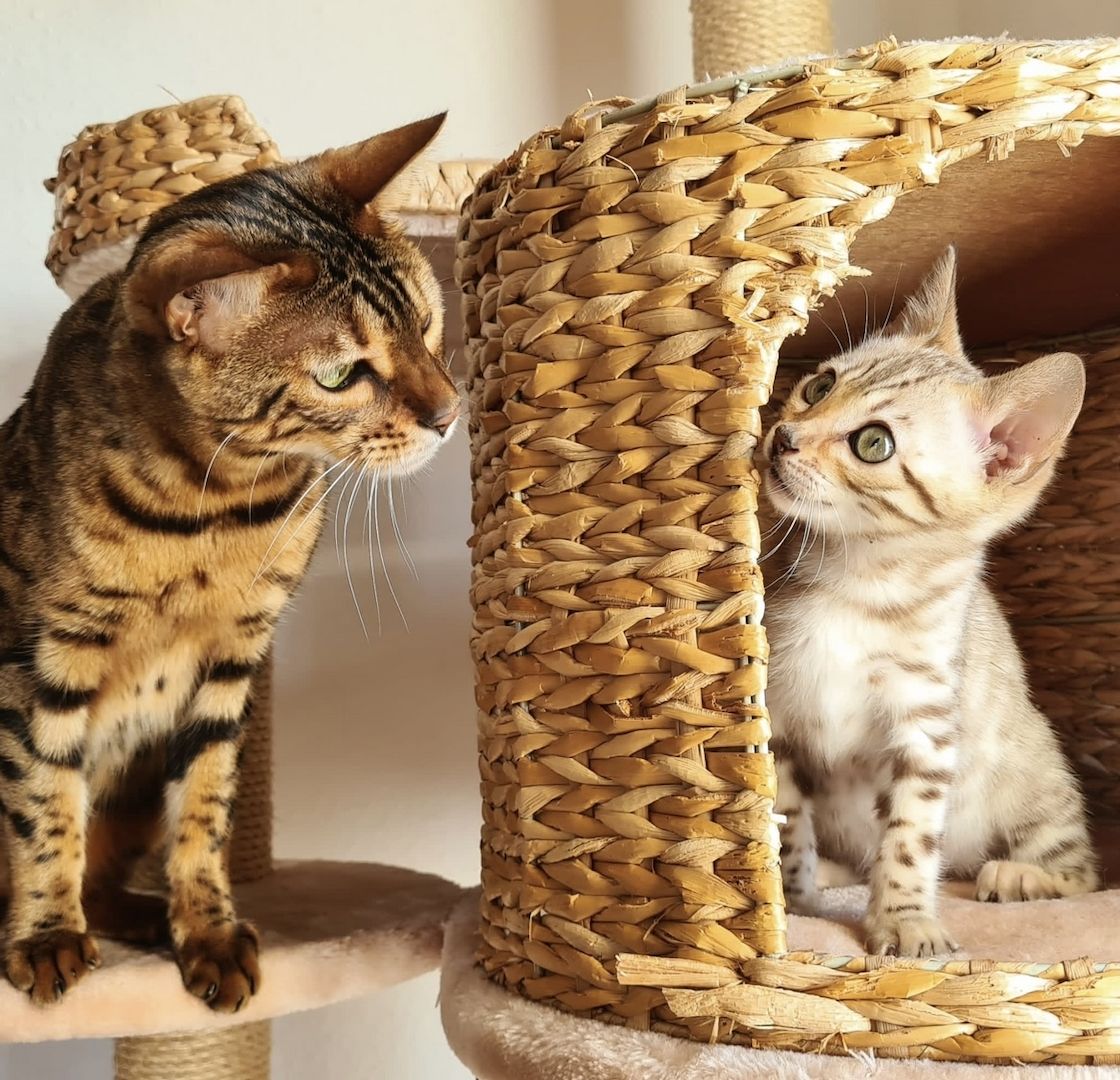 Bengalen mit Stammbaum