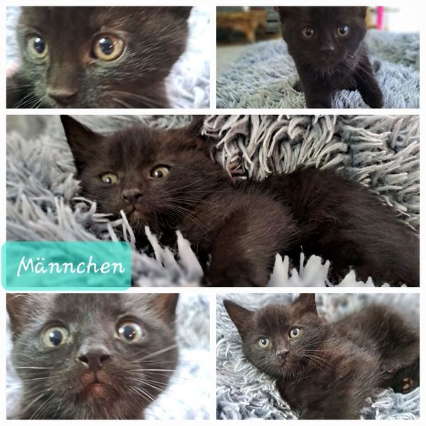 Bkh/ Ekh Katzenbabys Kitten