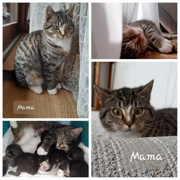 Bkh/ Ekh Katzenbabys Kitten