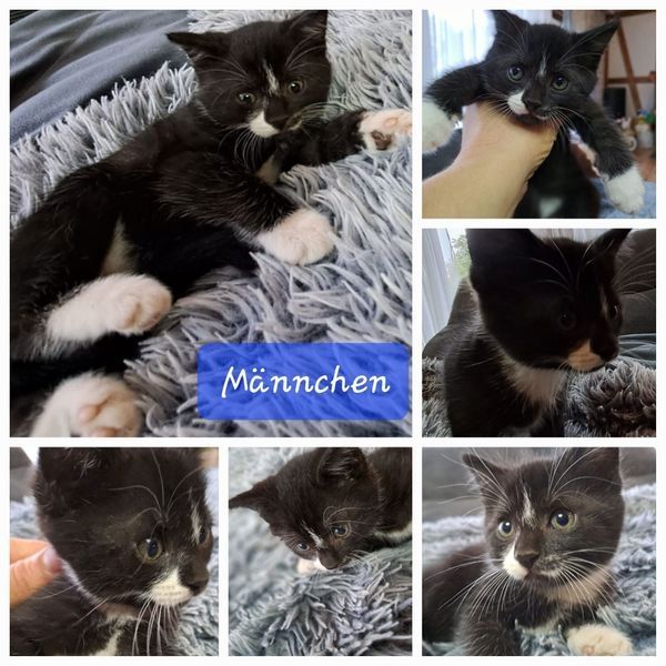 Bkh/ Ekh Katzenbabys Kitten