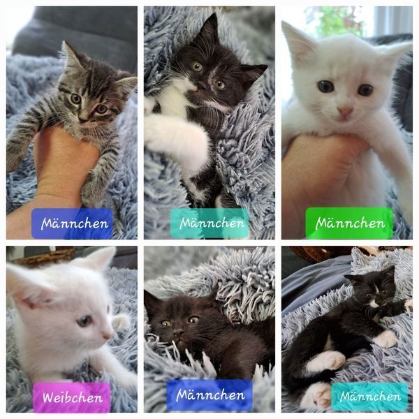 Bkh/ Ekh Katzenbabys Kitten