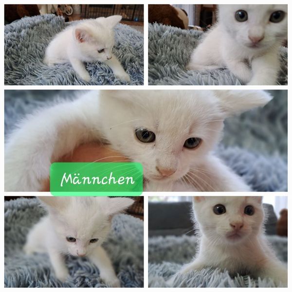 Bkh/ Ekh Katzenbabys Kitten