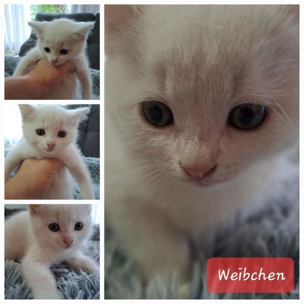 Bkh/ Ekh Katzenbabys Kitten