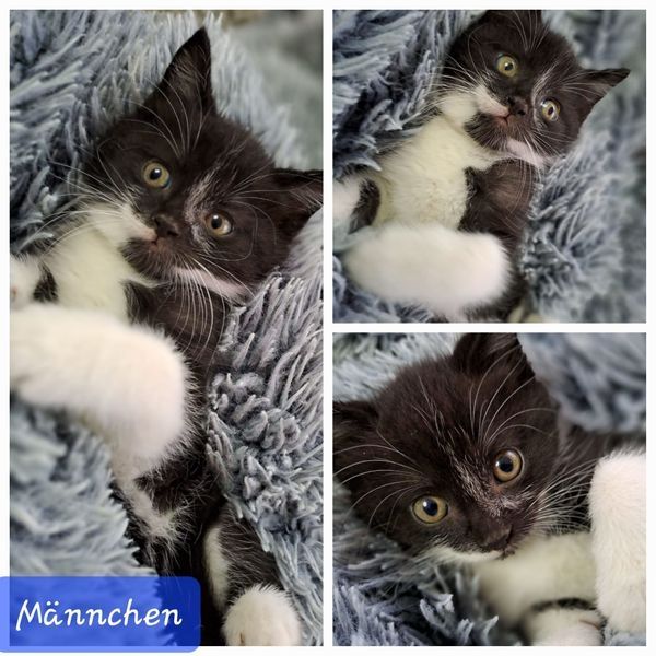 Bkh/ Ekh Katzenbabys Kitten