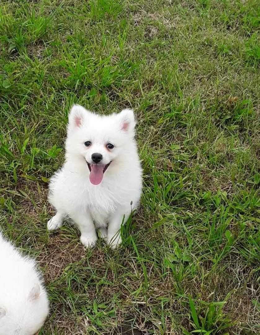 Weiße Pomeranianwelpen