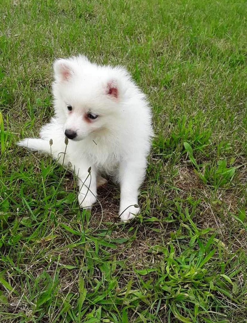 Weiße Pomeranianwelpen