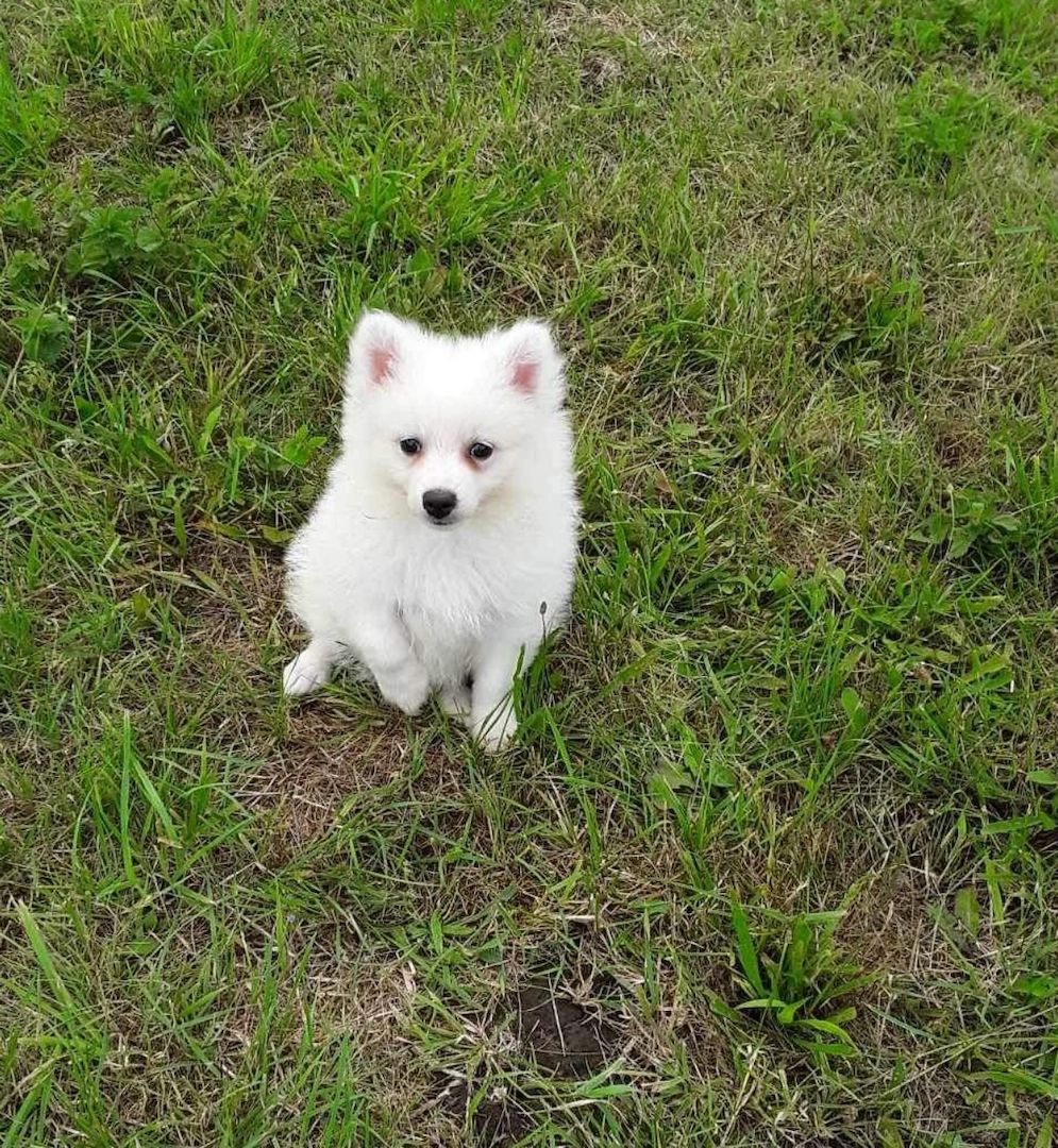 Weiße Pomeranianwelpen