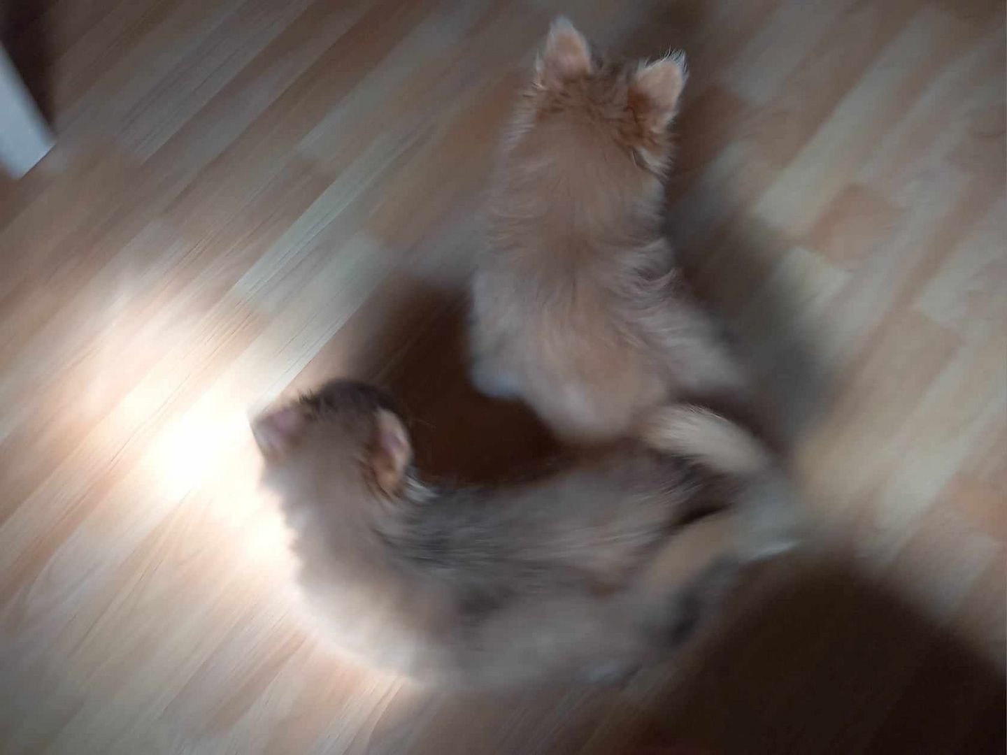 Yorkipom Welpen Yorkipom Welpen