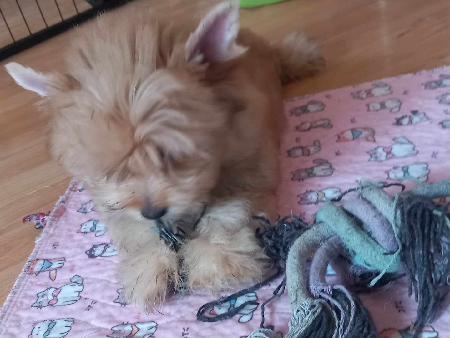 Yorkipom Welpen Yorkipom Welpen