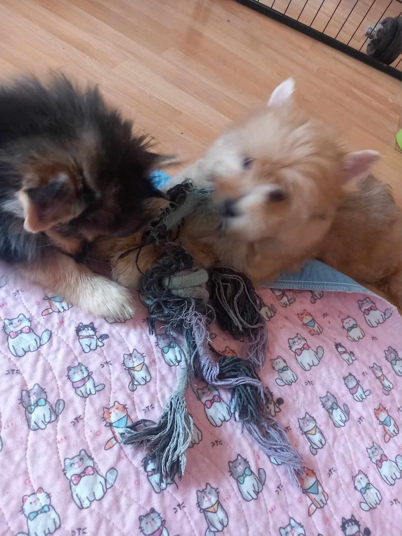 Yorkipom Welpen Yorkipom Welpen