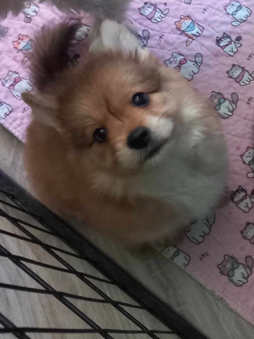 Yorkipom Welpen Yorkipom Welpen