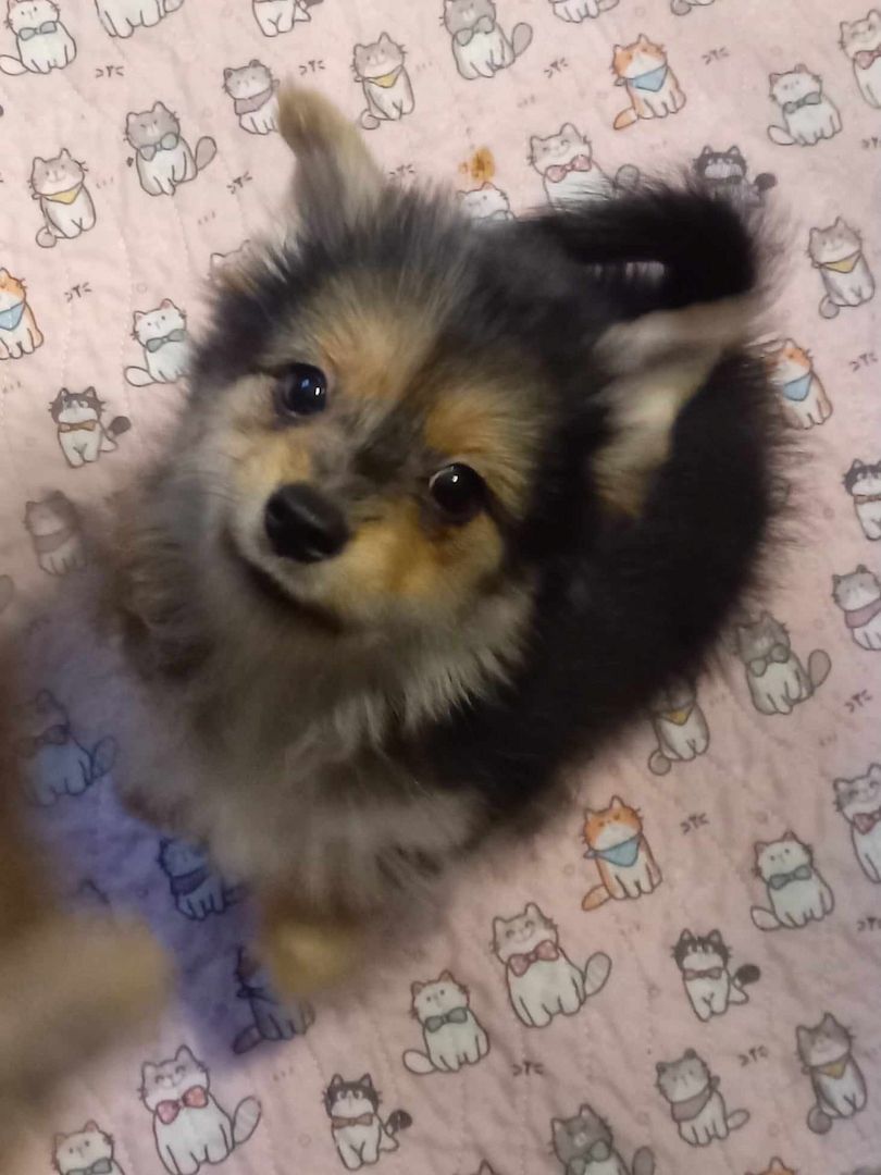 Yorkipom Welpen Yorkipom Welpen