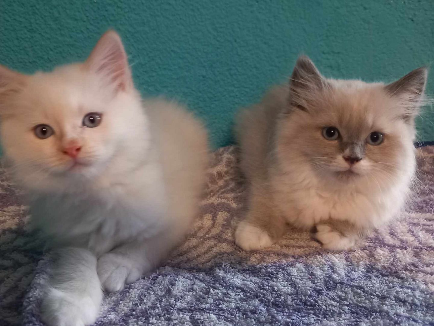 ragdoll Perser Kitten suchen ein schönes Zuhause